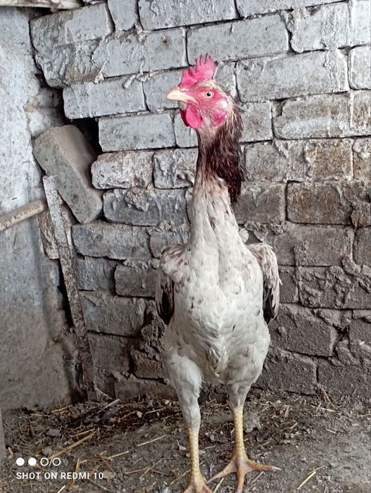 Dakan shalpang tovuq tuxumda zot