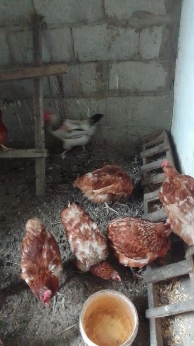 Продам курей несутся нормально