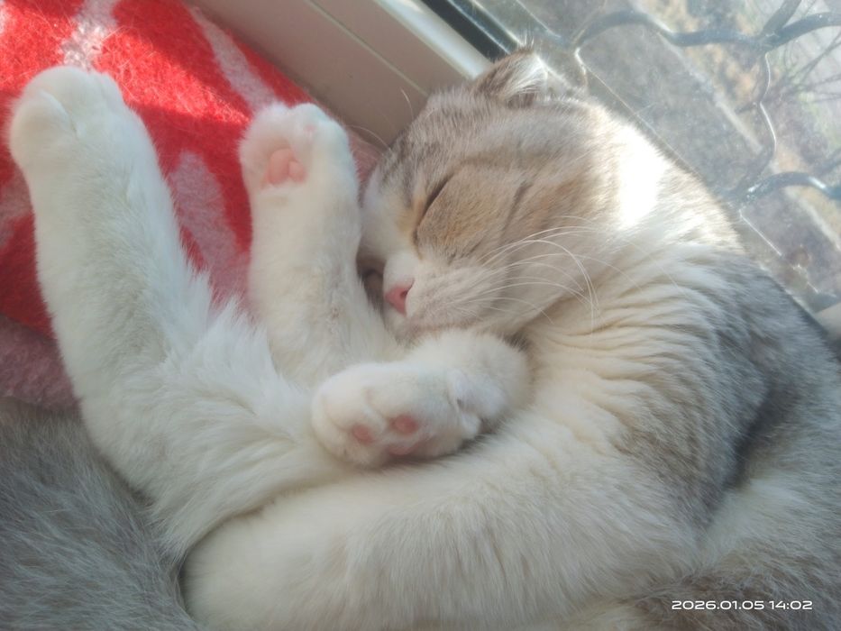 Mushuk serebristiy skotish fold shinshinlla