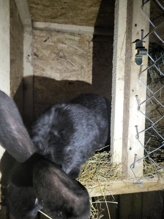 Iepure fluture german negru,mascul