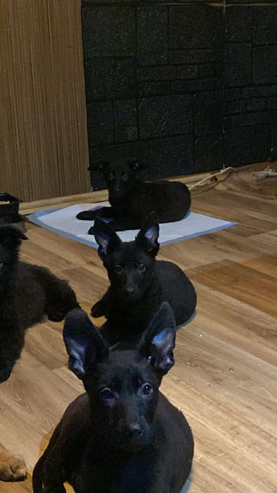 Черна немска овчарка