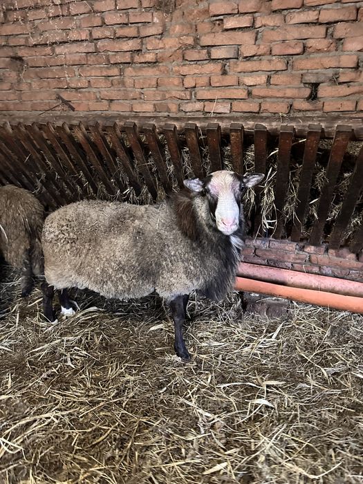 2 berbeci de vanzare un romanov si un metis de lacon 500 €  negociabil