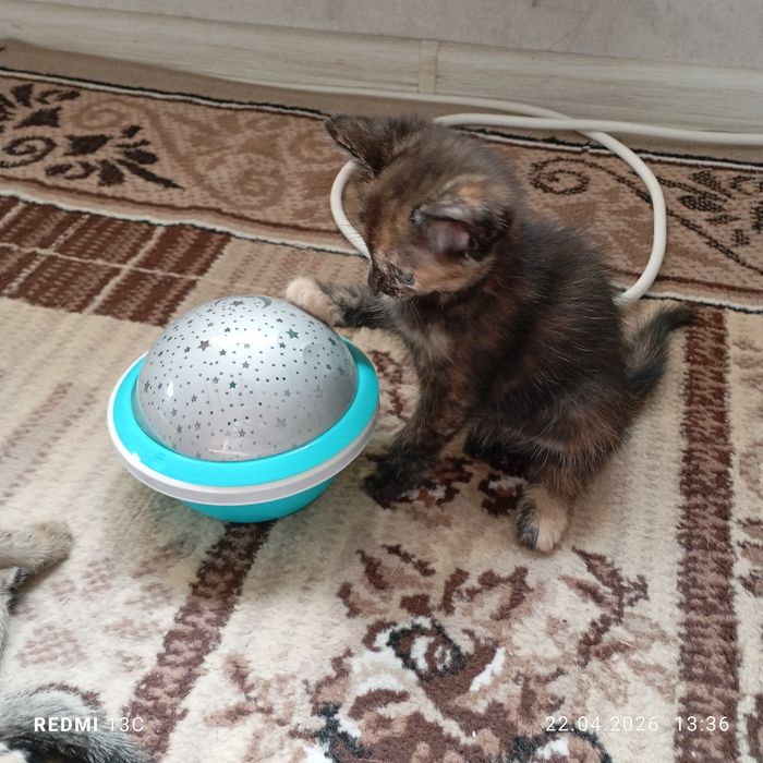 Отдам замечательных котят в любящие руки