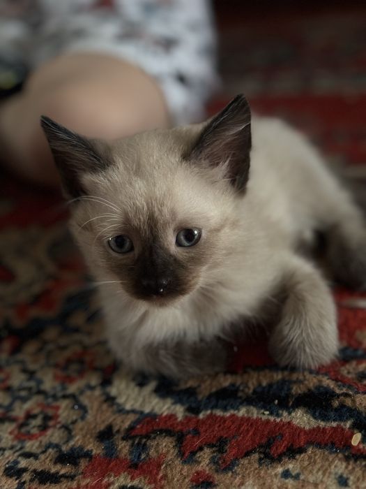 Продам котёнка сиамский
