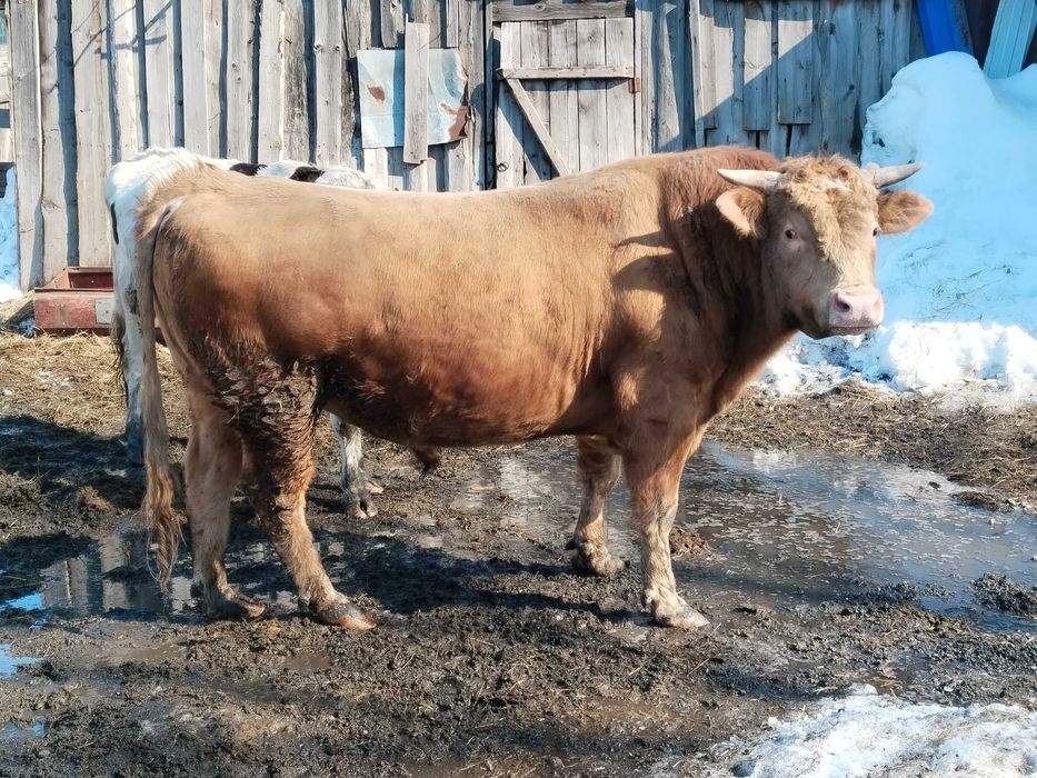 Продам зрелых быков на мясо