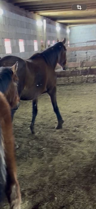 Продам кобылу !!