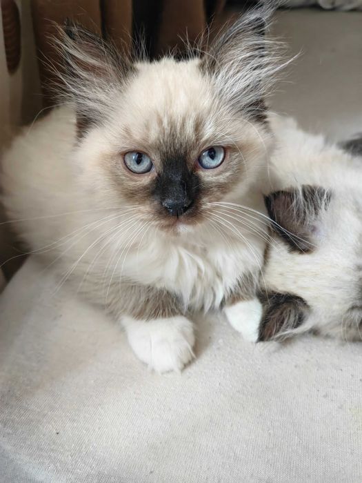 Чистокръвни котенца Ragdoll/ Регдол