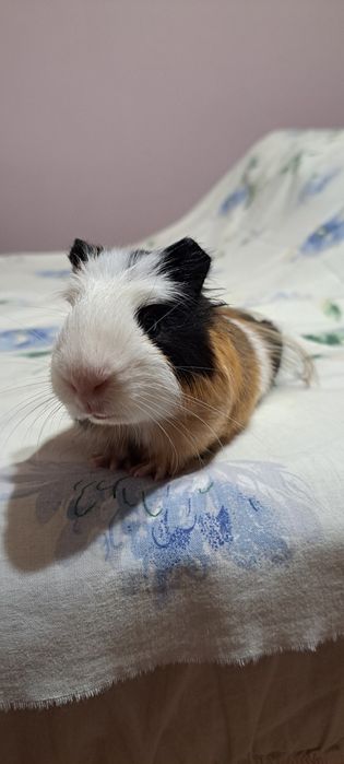 Vind porcusor de guinea