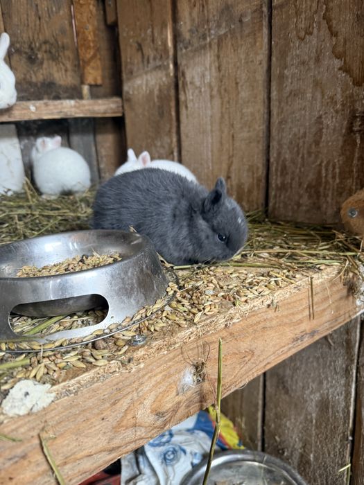 Iepurasi pitic olandez