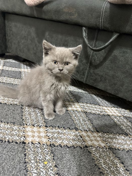 Mushuk bolasi sotiladi / scottish strayt