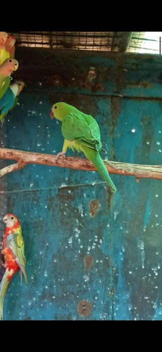 Ожереловый попугай