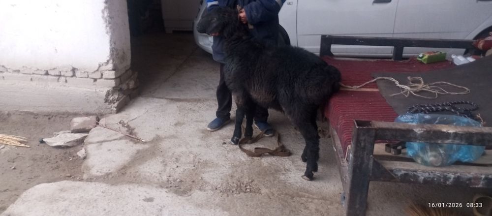 Зоттор казоки кучкор сотилади