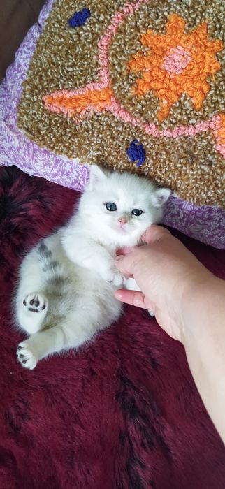 Шиншилла котёнок -девочка