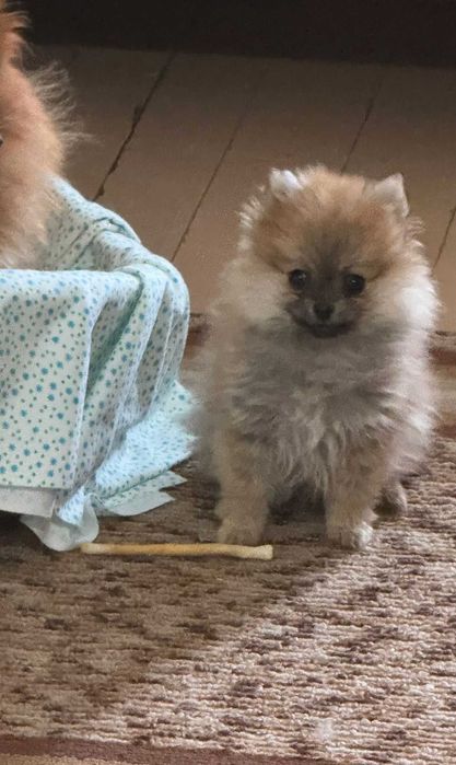 Мини Померанче Момиче