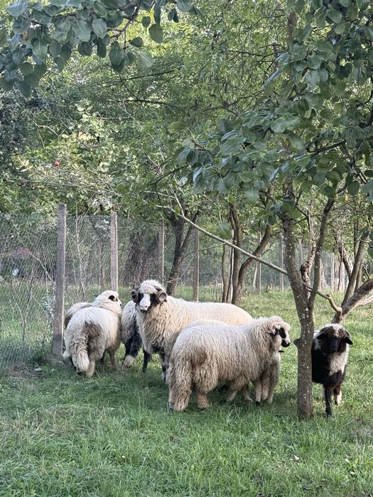 Berbec si mieluțe țurcane