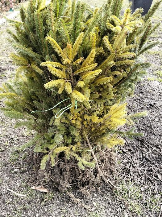 Puieți forestieri de salcâm și nu nuami