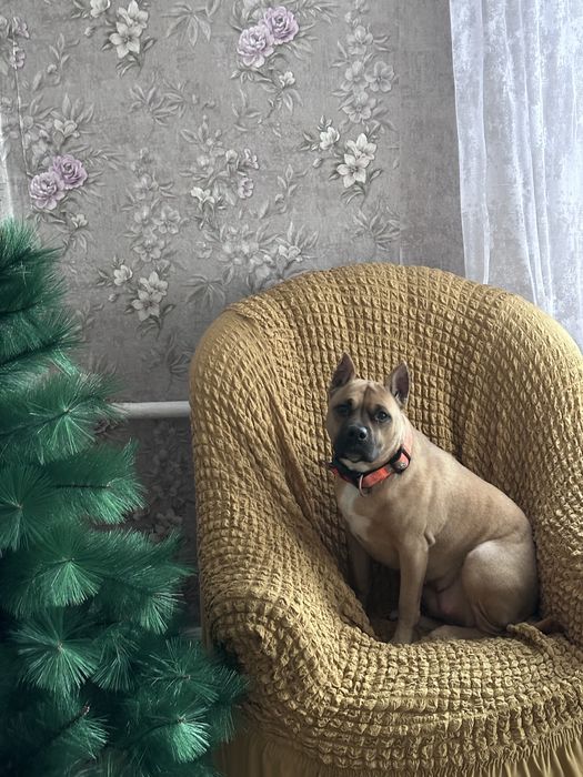 Отдам щенков Стаффорд