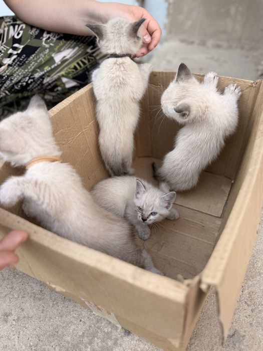 Котята в добрые руки