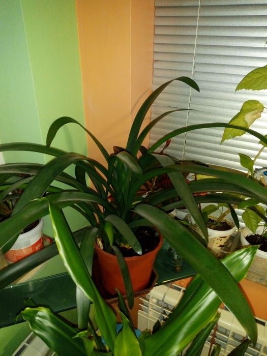 Традесканция рео,кротон,драцена фраганс,кливия,сенсевиера и др.