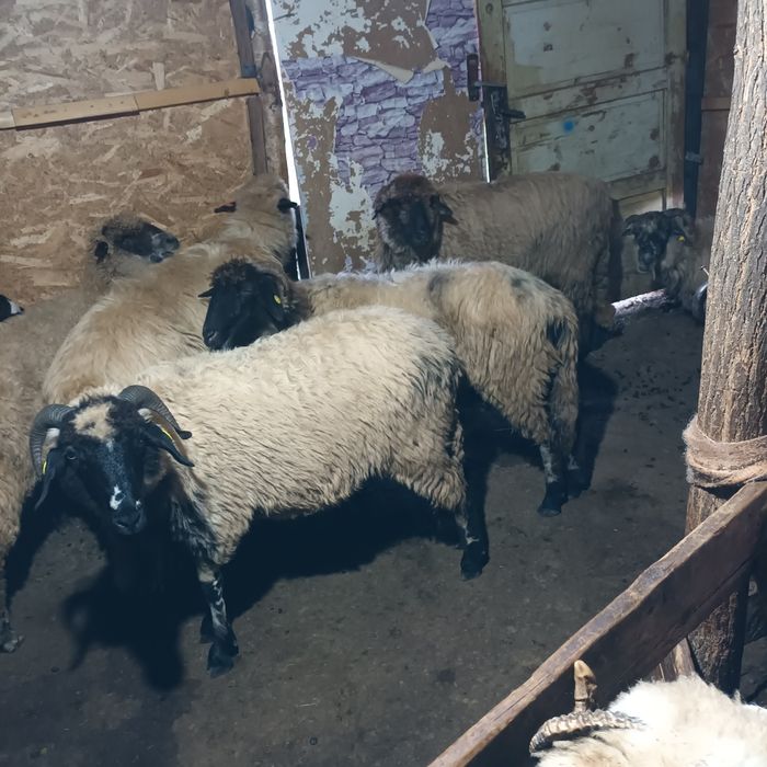 Vând 3 oi și 3 berbecuți.