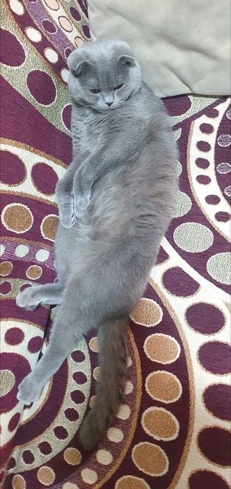 VYASKA, scottish fold