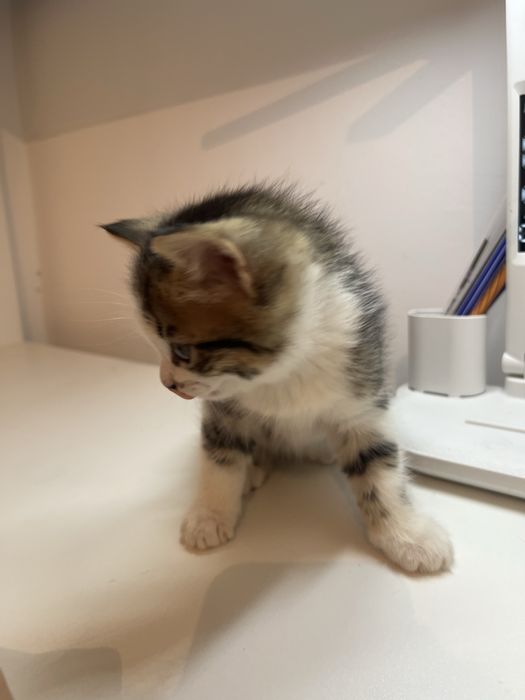 Отдам котенок есть девочки и мальчики 2 месяца