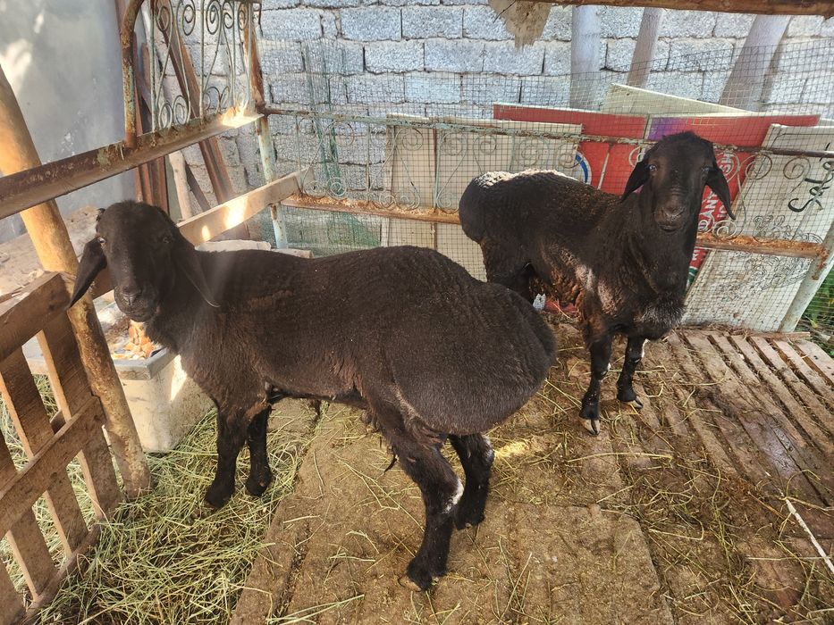 2 dona Qochqor sotiladi