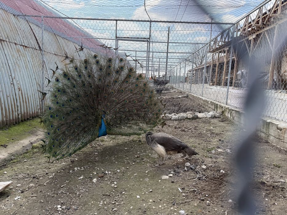 Продавам работещи пауни