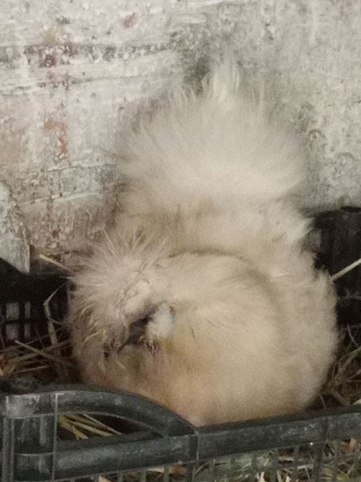 Инкубационные яйца