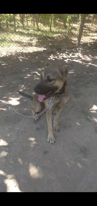 Gibrit qozoqi,stafer 6 oylik 1yosh