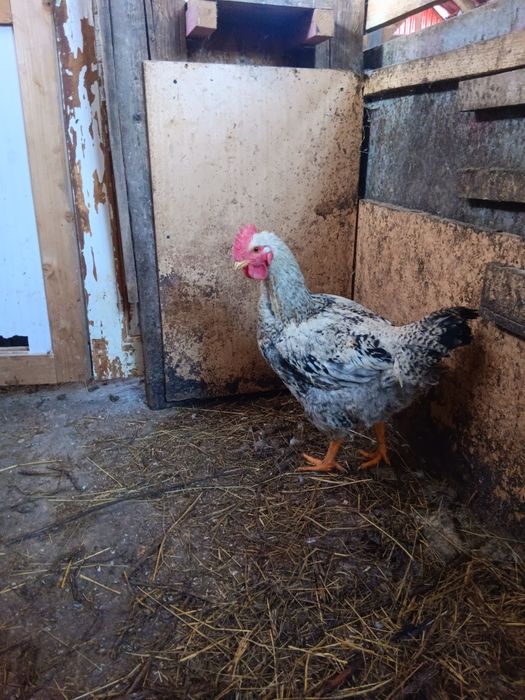 Cocosi Monaco Agroland