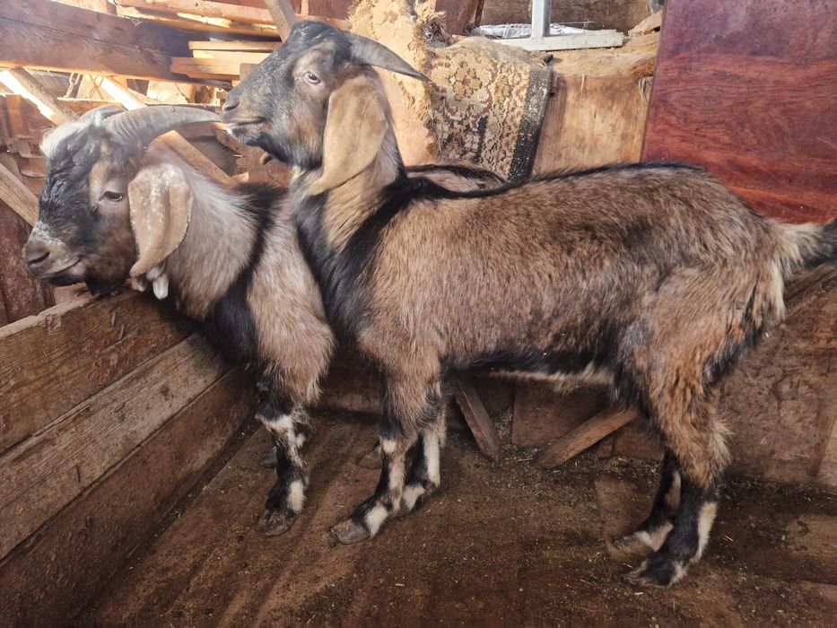 2 текешік сатылады