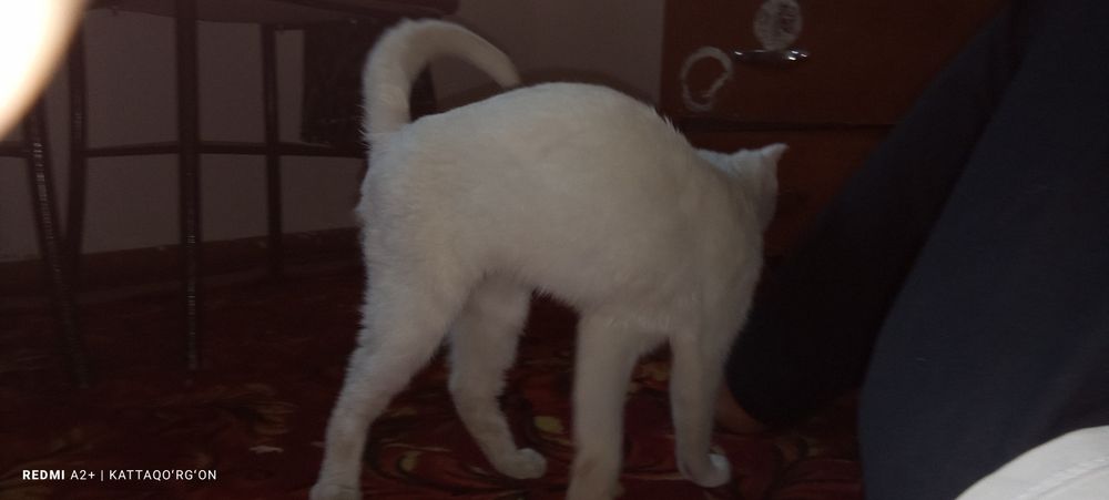 Toza zotli mushuk scottish fold oq rangli