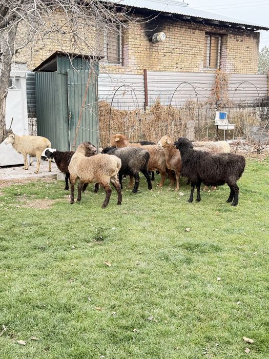 Бараны қой сатылады