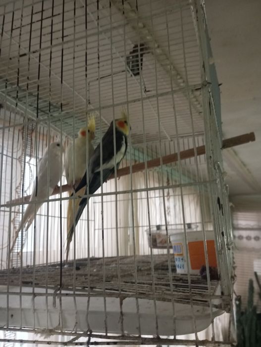 Papugay Karela 3 chalsi 650000somga ber boraman 1tasi nar 2 taksi moda