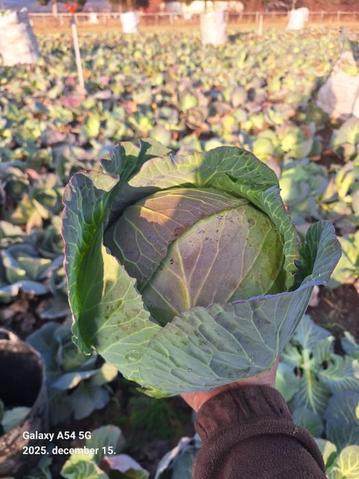 Varza plata Beverly Hills