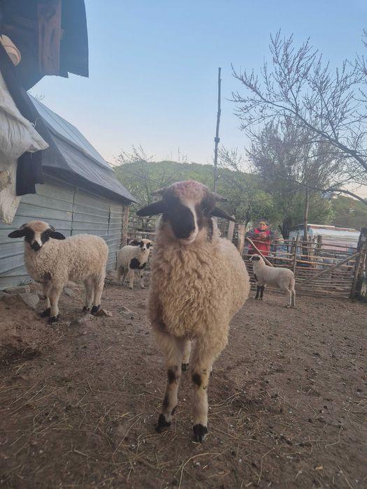 Berbecuți de vânzare