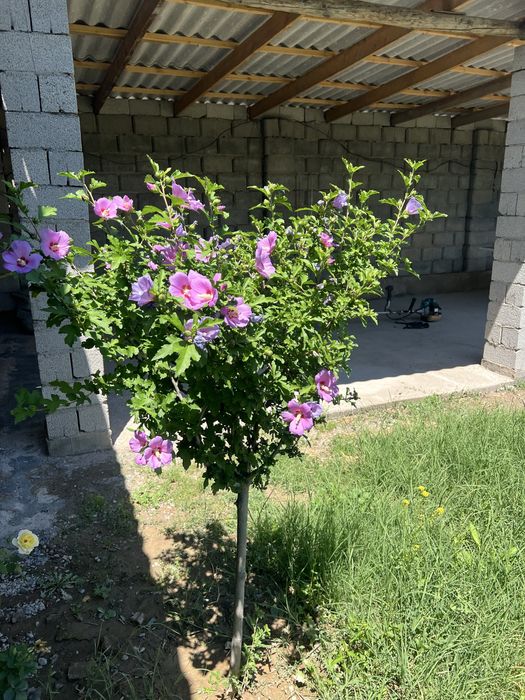 Продается дача на  Кайнар булаке