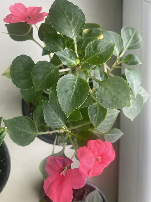 Живые цветы в подарок