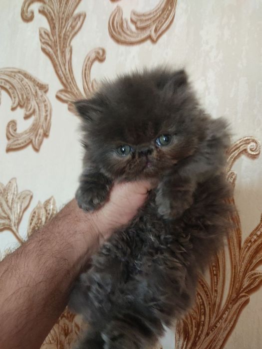 Персидские котята зксрималы