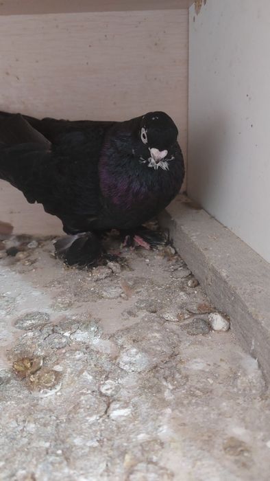 Голуб  армавирская парода самец соч кептер