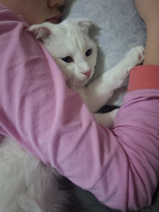 Кошка 1годик, вислоухая