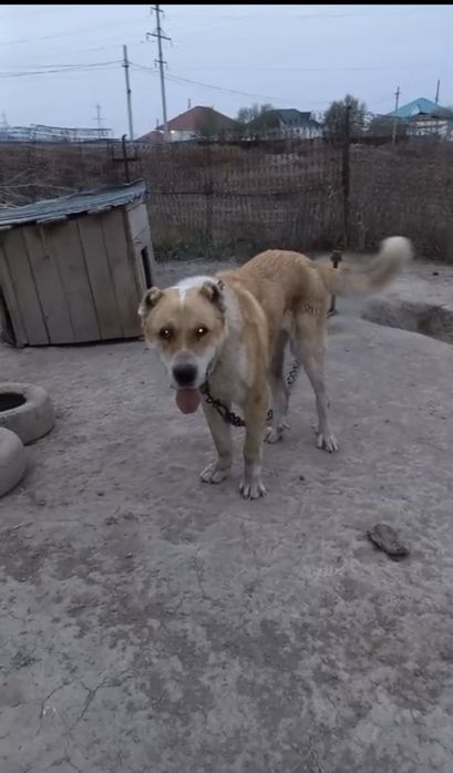 Алабай ит сатылады