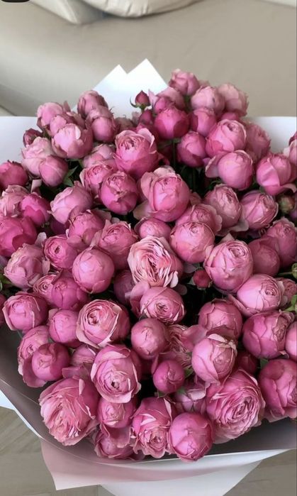 Пионы  свежие.