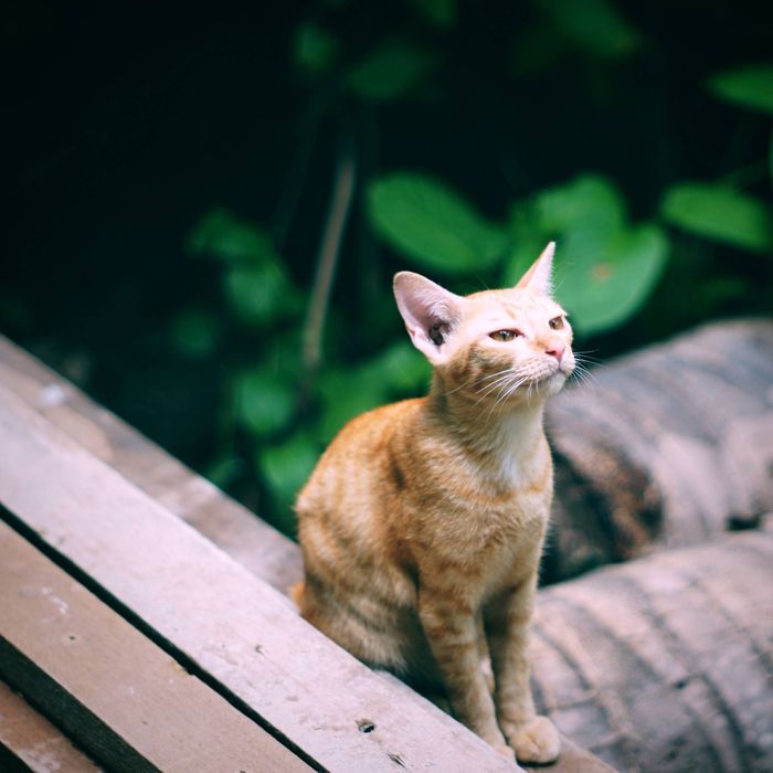 Sony A6000 + 16-50мм обектив - Перфектна Камера за Социални Медии