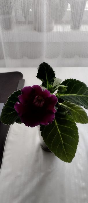 Продам цветы Глоксинии