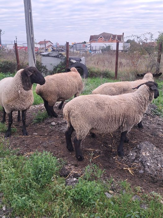 Berbec suffolk  2 ani