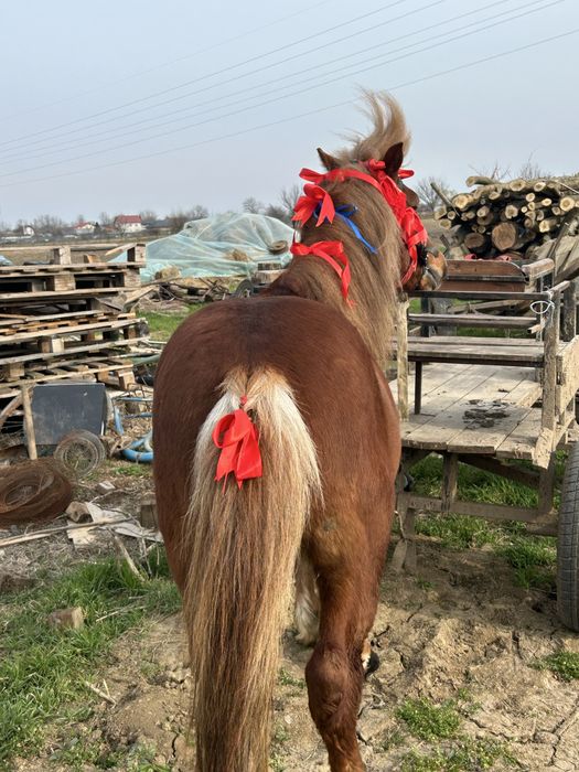 Vand sau schimb ponei foarte cumine