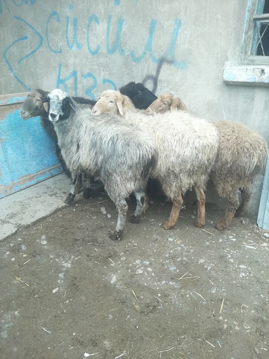 Кой сатылады 8 бас