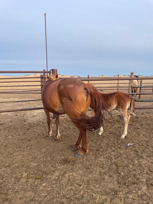 Айгыр уйрмен сатылады